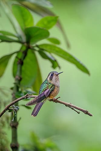 Speckled hummingbird-Ecuador Art Print